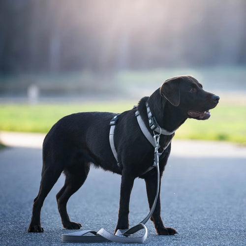 Arnés Comfort Matrix 2.0 Stone para perros de Max & Molly