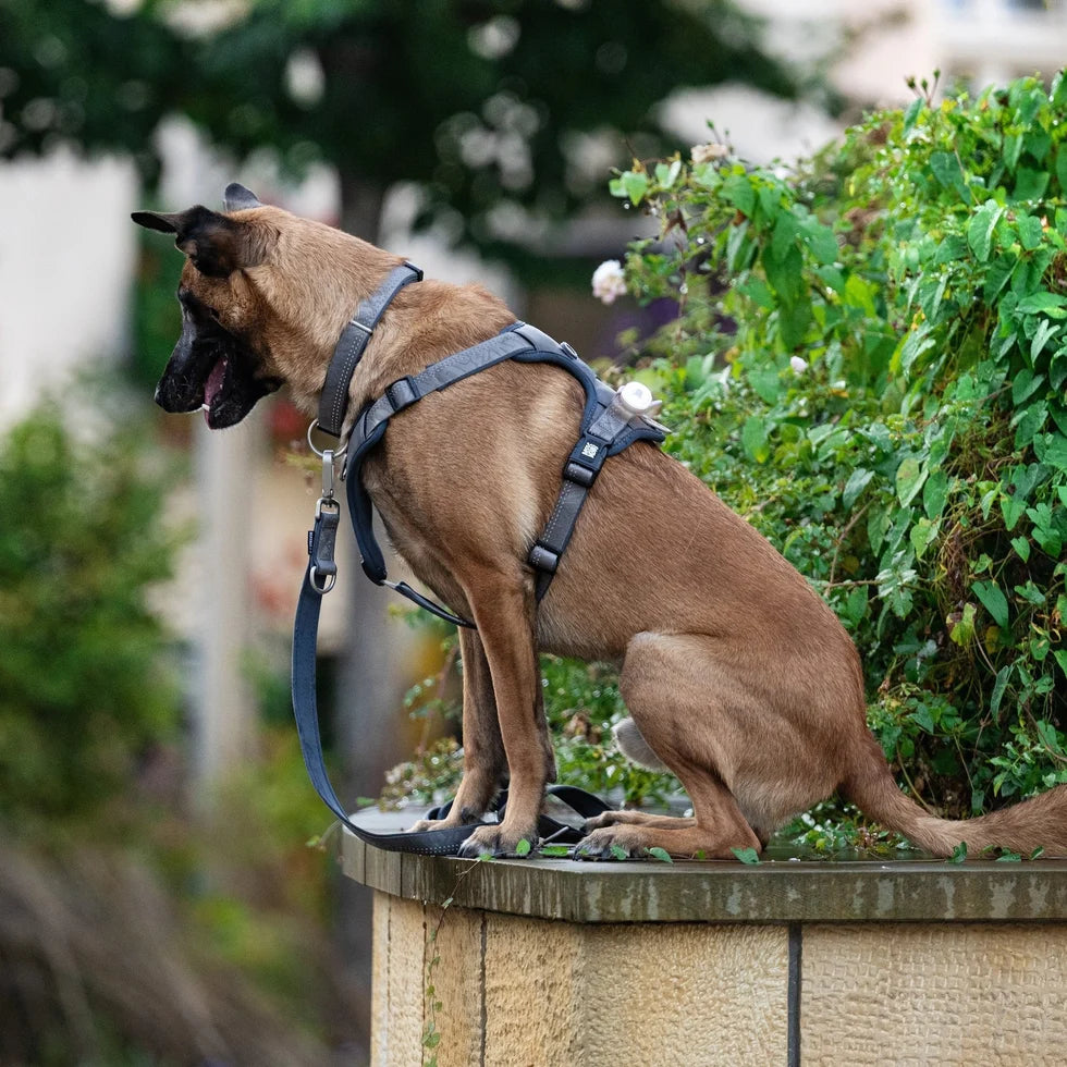 Arnés Sport Matrix 2.0 Stone para perros de Max & Molly