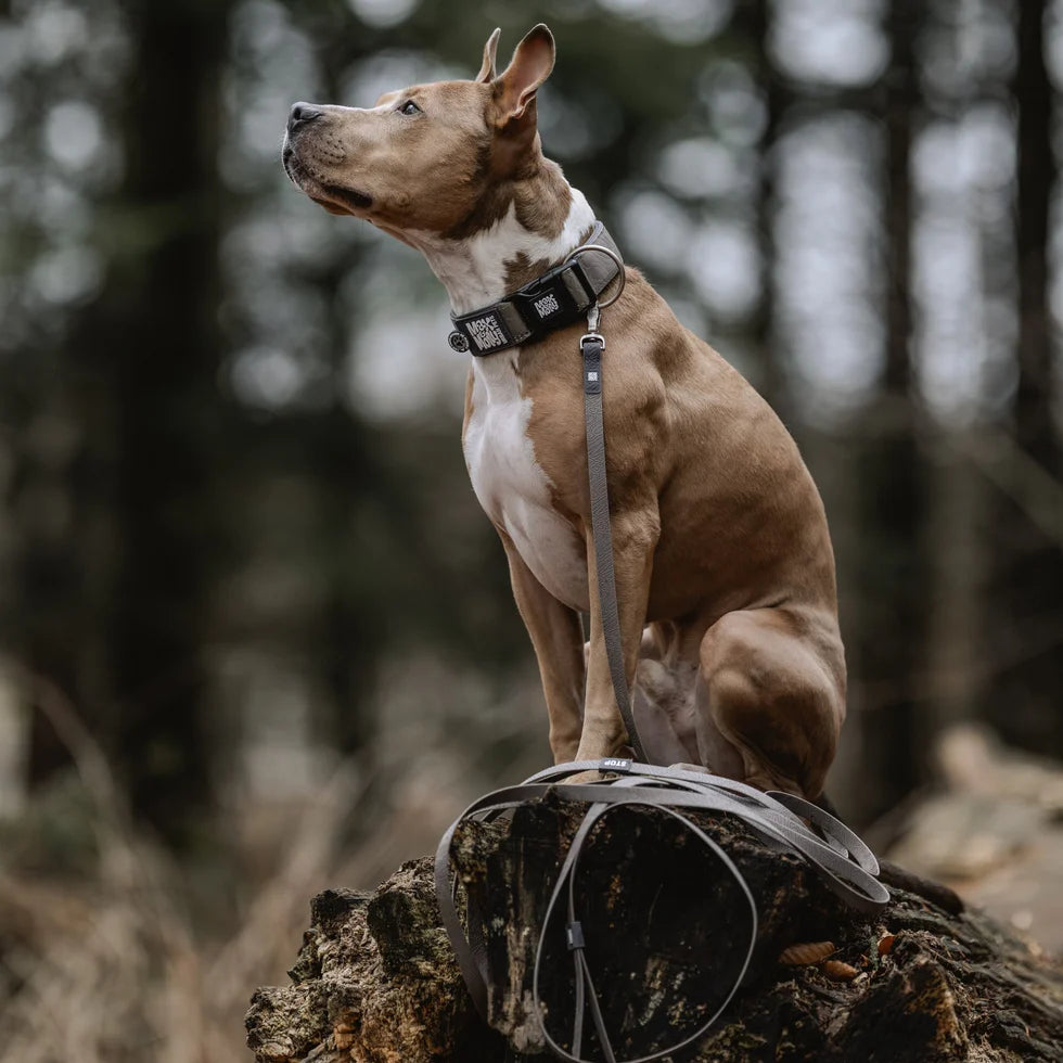 Tracking Leash - Matrix 2.0 Stone