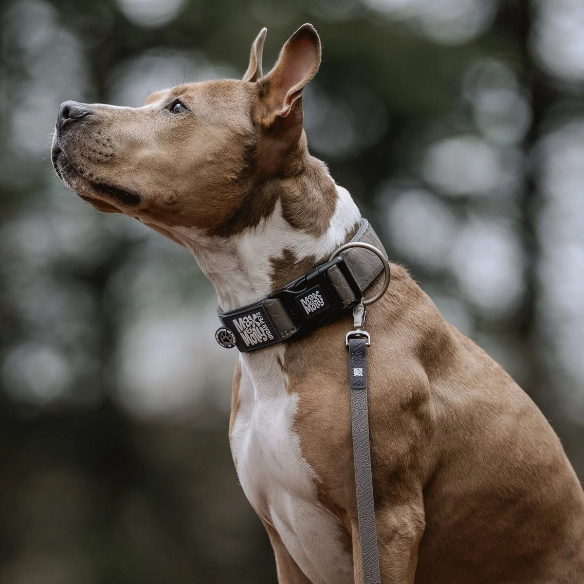 Collar Ancho Matrix 2.0 Stone y correa de rastreo para perros de Max & Molly