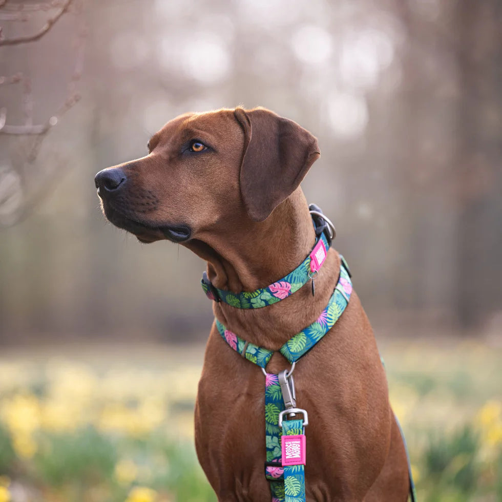 Collar Gotcha Smart ID Tropical Max & Molly para perros