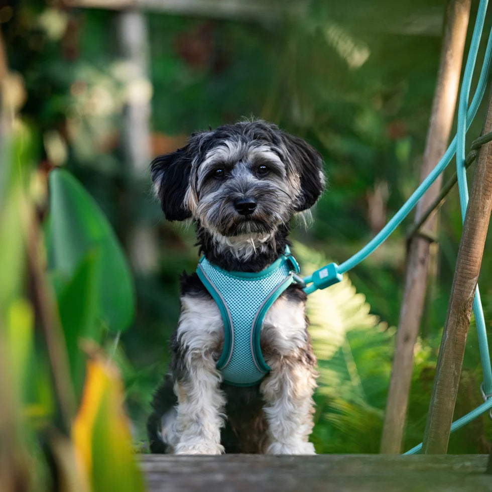 Arnés Air Vest Matrix 2.0 Turquoise para perros de Max & Molly