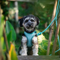 Arnes para perros Air Vest Smart ID Matrix 2.0 Tourquoise Max & Molly