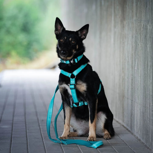 Arnés Comfort Matrix 2.0 Turquoise para perros de Max & Molly
