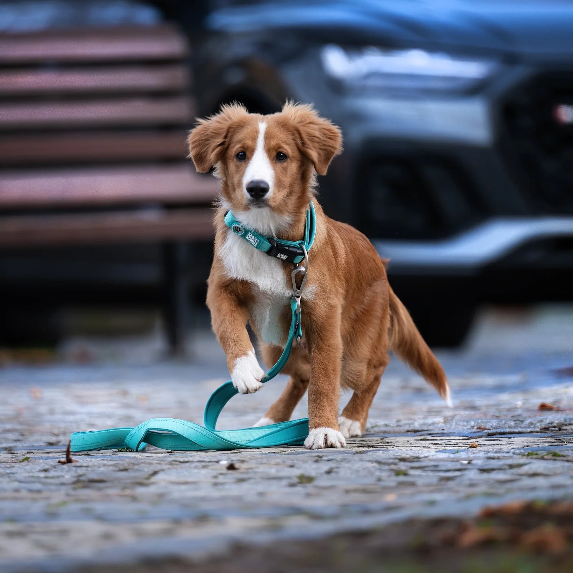 Collar Smart ID Matrix 2.0 Turquoise para perros