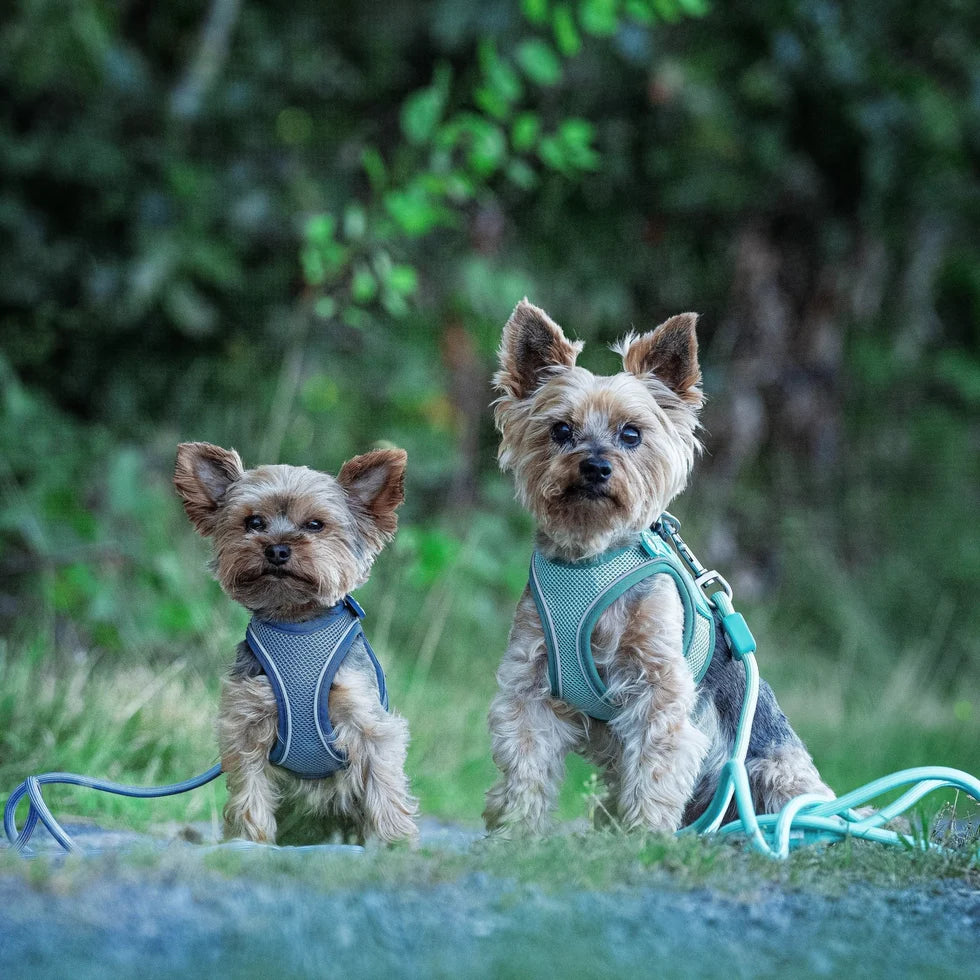 Arnes para perros Air Vest Smart ID Matrix 2.0 Ocean Max & Molly