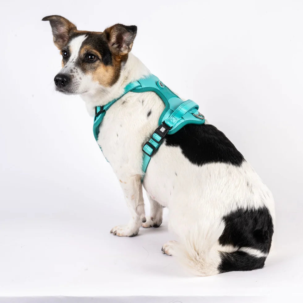 Arnés Sport Matrix 2.0 Turquoise para perros de Max & Molly