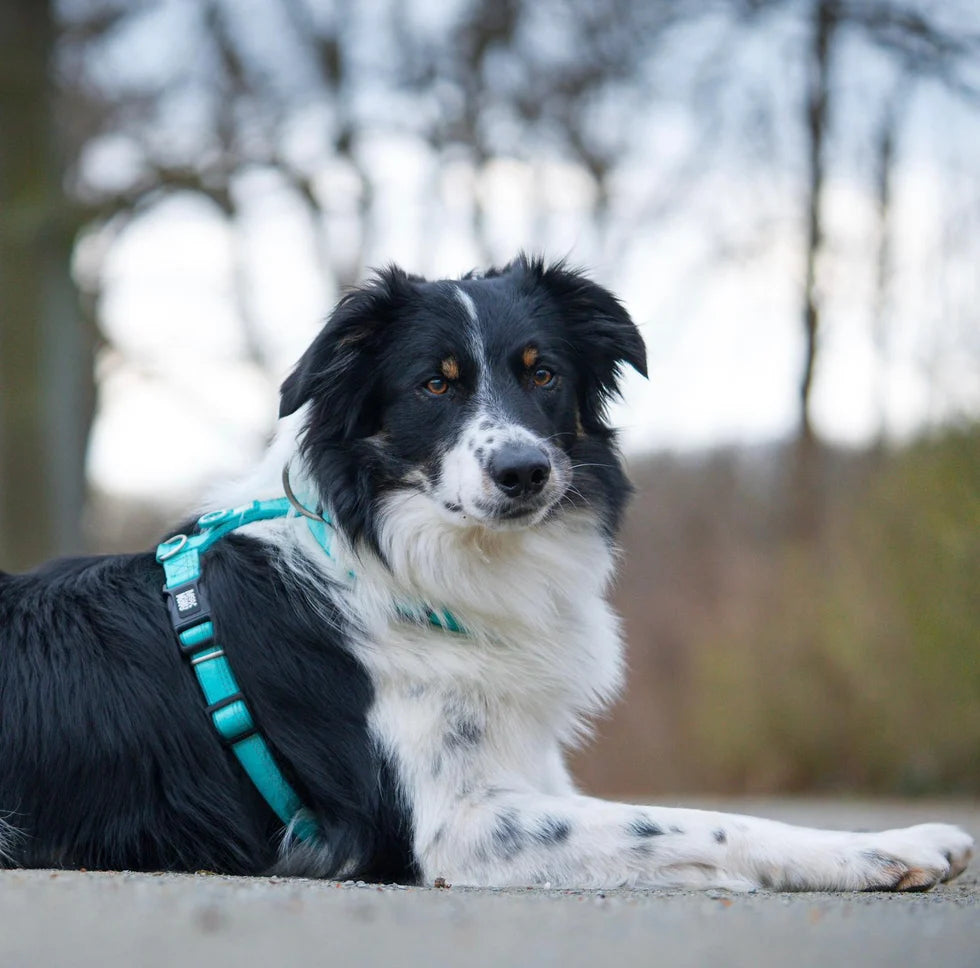 Detalle del arnés Comfort Matrix 2.0 Turquoise para perros de Max & Molly