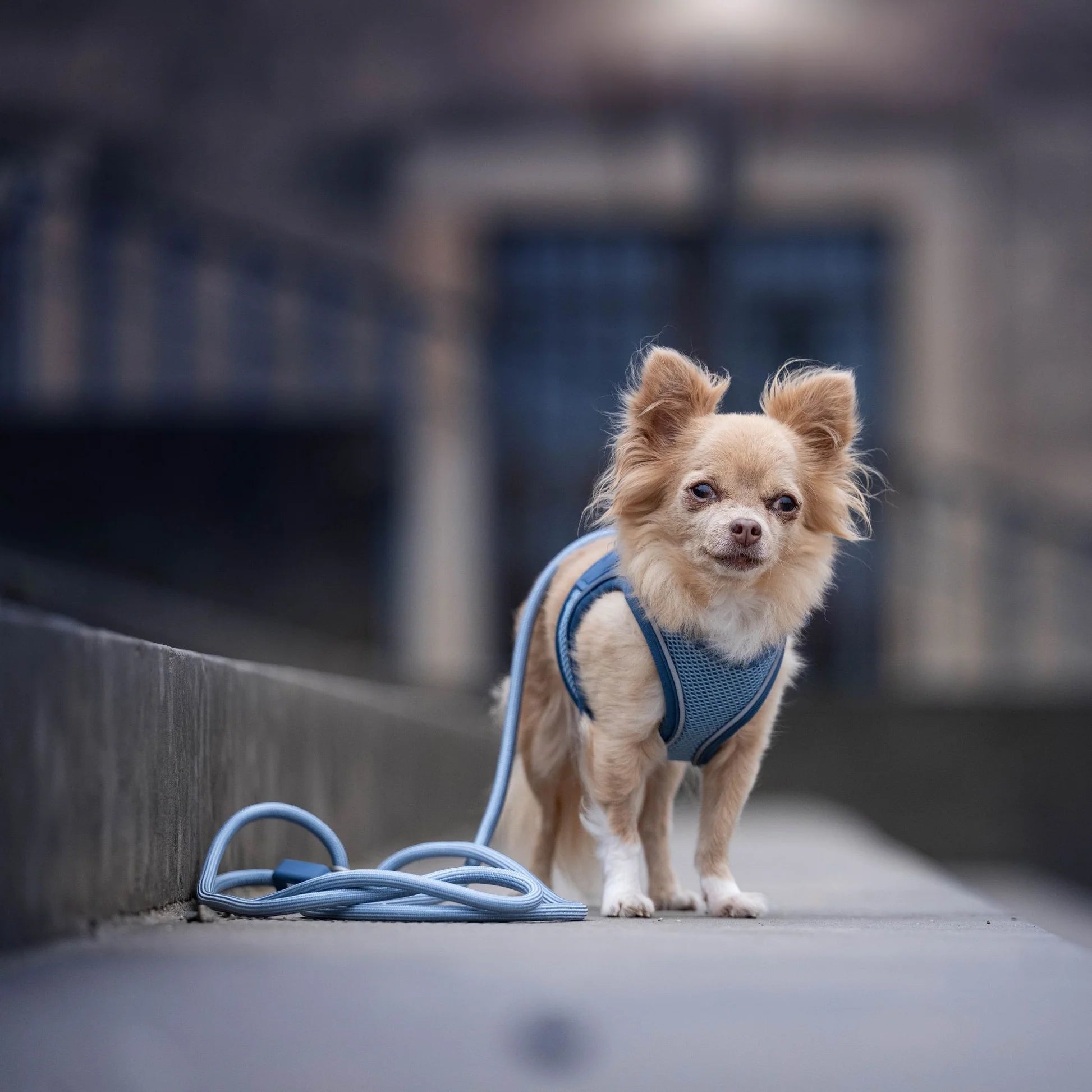Correa Rope Leash Matrix 2.0 Ocean Max & Molly para perros 3 metros