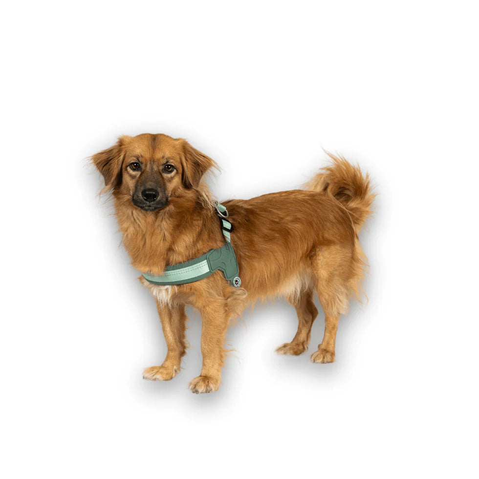 Arnés Q-Fit Matrix 2.0 Jade Max & Molly para perros