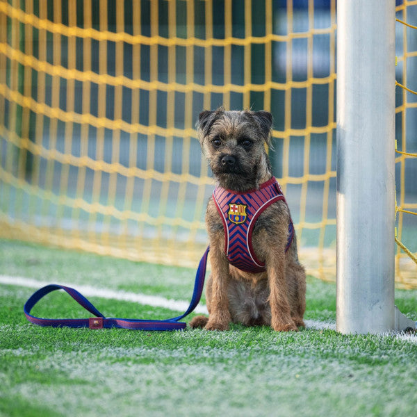 Correa Corta FC Barcelona para perros
