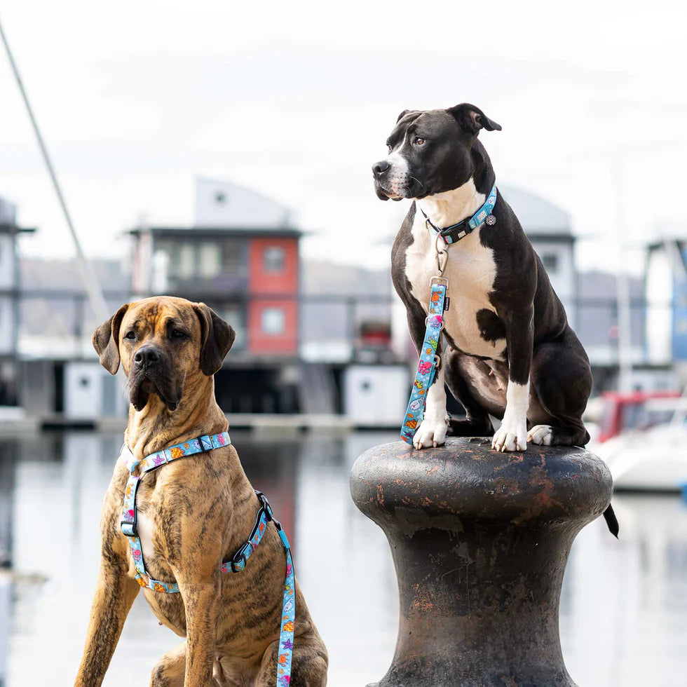 Collar Gotcha Smart ID Ocean Blue Max & Molly para perros