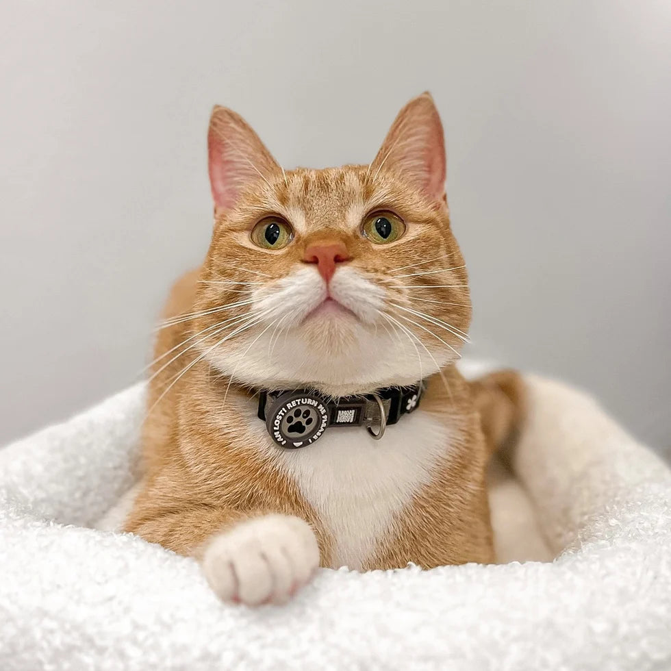 Collar Smart ID Matrix 2.0 Stone de Max & Molly para gatos — imagen de producto