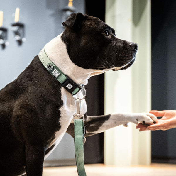 Collar Smart ID Matrix 2.0 Jade Max & Molly para perros