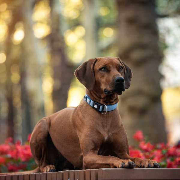 Collar Smart ID Matrix 2.0 Ocean para perros