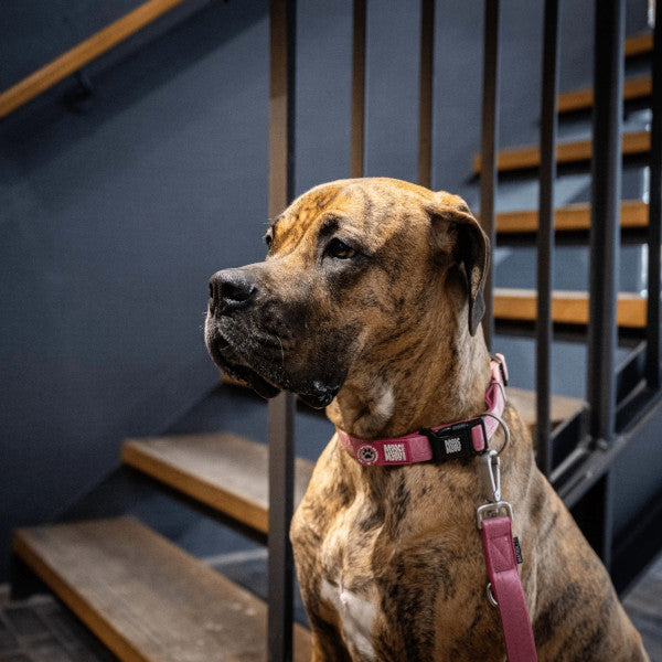 Collar Smart ID Matrix 2.0 Rose Max & Molly para perros