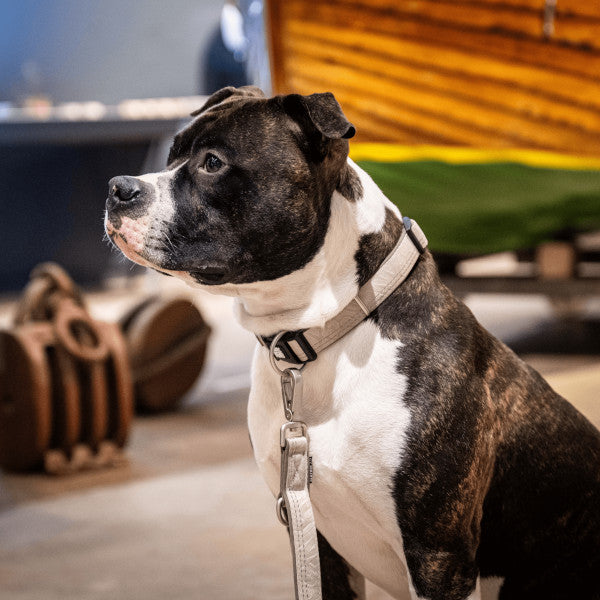 Collar Smart ID Matrix 2.0 Sand Max & Molly para perros