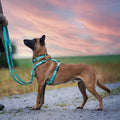 Correa multifunción Matrix 2.0 Turquoise de Max & Molly para perros
