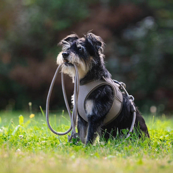 Correa Rope Leash Matrix 2.0 Sand Max & Molly para perros