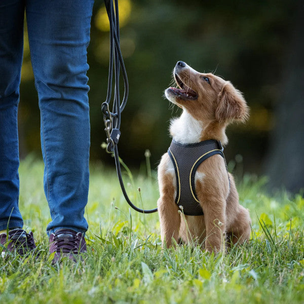 Correa Rope Leash Matrix 2.0 Stone Max & Molly para perros
