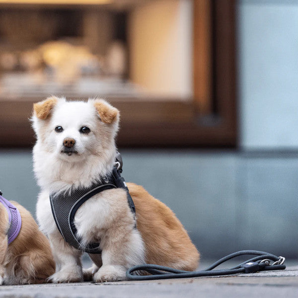 Correa Rope Leash Matrix 2.0 Stone Max & Molly para perros