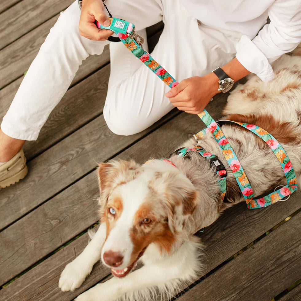 Correa Exotique Max & Molly para perros