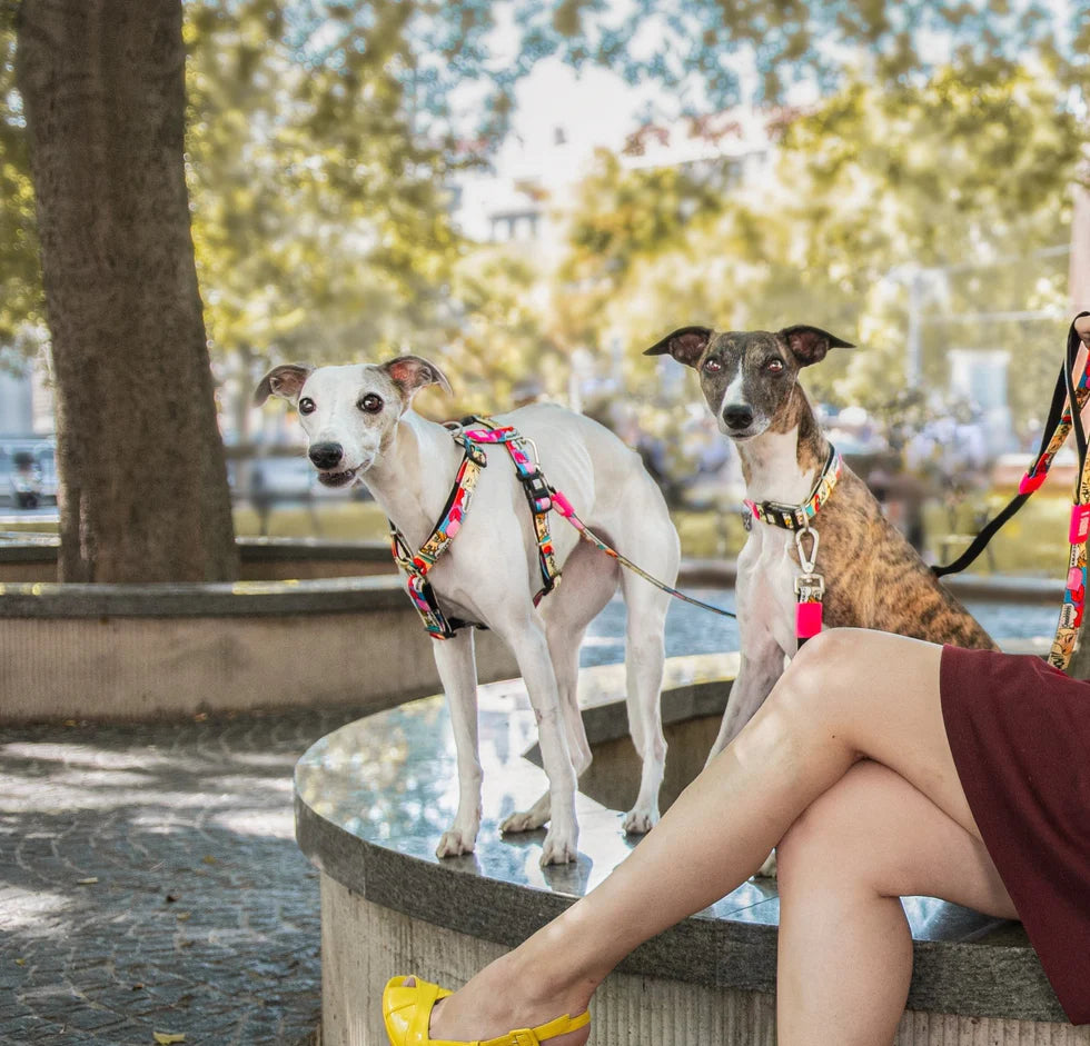 Correa Multifunción Missy Pop Max & Molly para perros