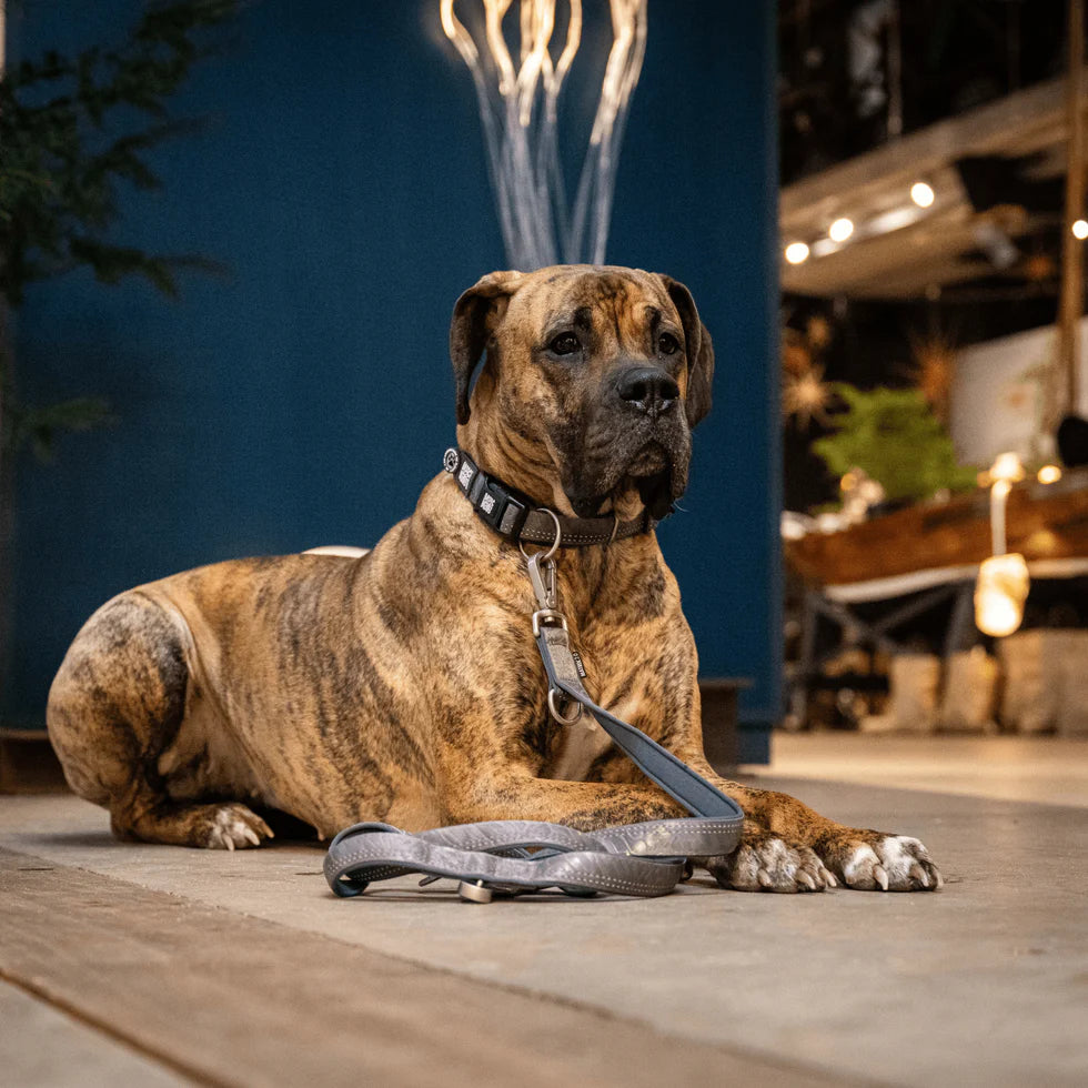 Collar Smart ID Matrix 2.0 Stone Max & Molly para perros