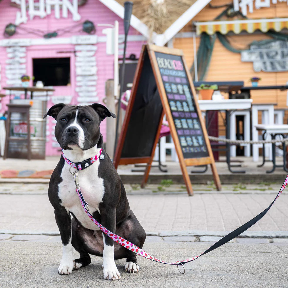Collar Gotcha Smart ID Strawberry Dream Max & Molly para perros