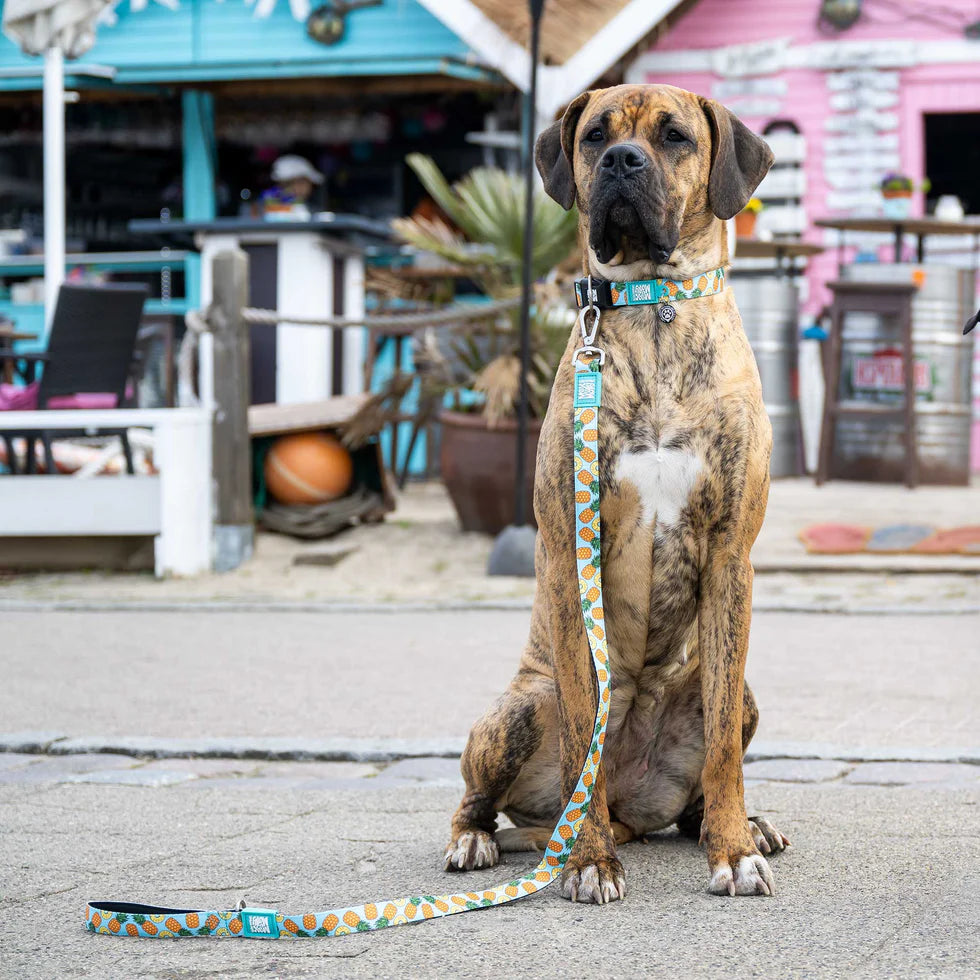 Collar Gotcha Smart ID Sweet Pineapple Max & Molly para perros