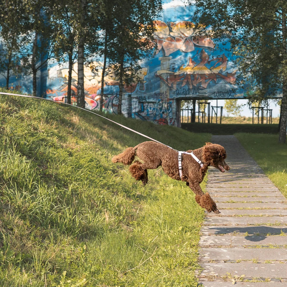 Tracking Leash - Matrix 2.0 Turquoise
